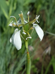 Moraea brevistyla
