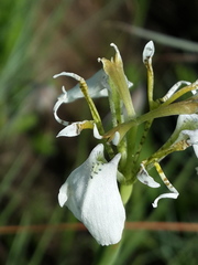 Moraea brevistyla