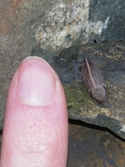 Tandonia rustica