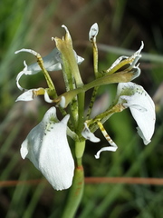 Moraea brevistyla