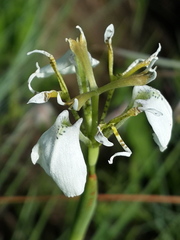 Moraea brevistyla