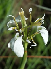 Moraea brevistyla