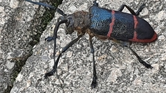 Ceroplesis sumptuosa