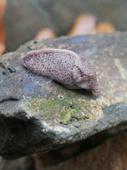 Tandonia rustica