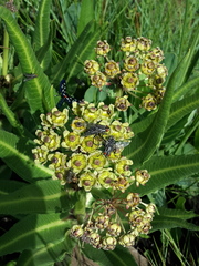 Xysmalobium stockenstromense