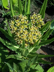 Xysmalobium stockenstromense