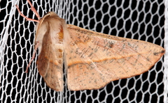 Antictenia punctunculus