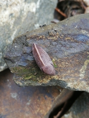 Tandonia rustica