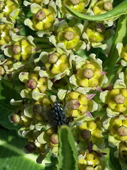 Xysmalobium stockenstromense