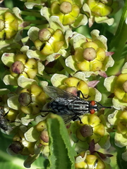 Xysmalobium stockenstromense