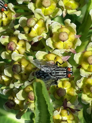 Xysmalobium stockenstromense