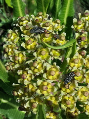 Xysmalobium stockenstromense