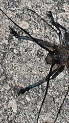Ceroplesis sumptuosa