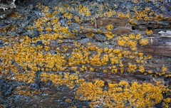 Dacrymyces corticioides