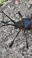 Ceroplesis sumptuosa