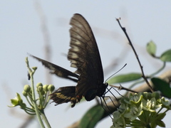 Battus polydamas polydamas