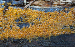 Dacrymyces corticioides