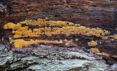 Dacrymyces corticioides