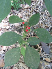 Lycianthes