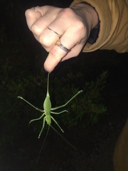 Hemisaga denticulata