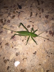 Hemisaga denticulata