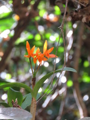 Guarianthe aurantiaca