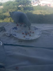 Columba livia domestica