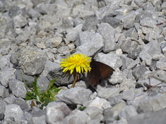 Erebia pluto