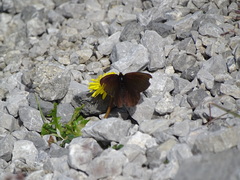 Erebia pluto