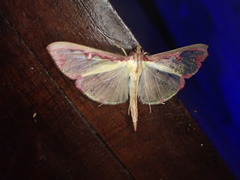 Cadarena pudoraria