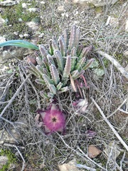 Stapelia hirsuta