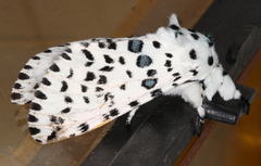Kamalia australis