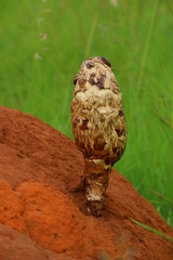 Podaxis beringamensis