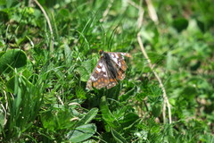 Euphydryas cynthia