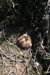 Stapelia hirsuta