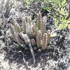 Stapelia hirsuta