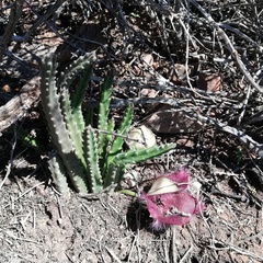Stapelia hirsuta