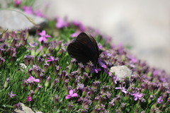 Erebia pluto