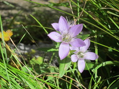 Gentianella germanica