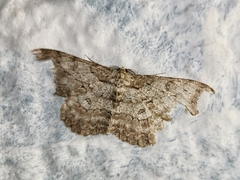 Hypomecis punctinalis