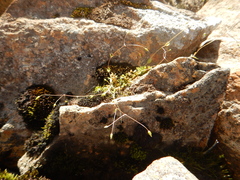 Stellaria umbellata