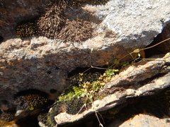 Stellaria umbellata