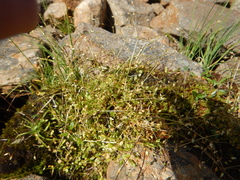 Stellaria umbellata