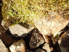 Stellaria umbellata