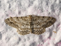 Hypomecis punctinalis