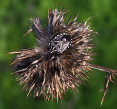 Codophila maculicollis