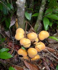 Placodiscus oblongifolius