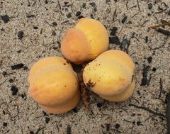 Placodiscus oblongifolius