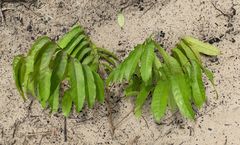 Placodiscus oblongifolius