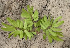 Placodiscus oblongifolius